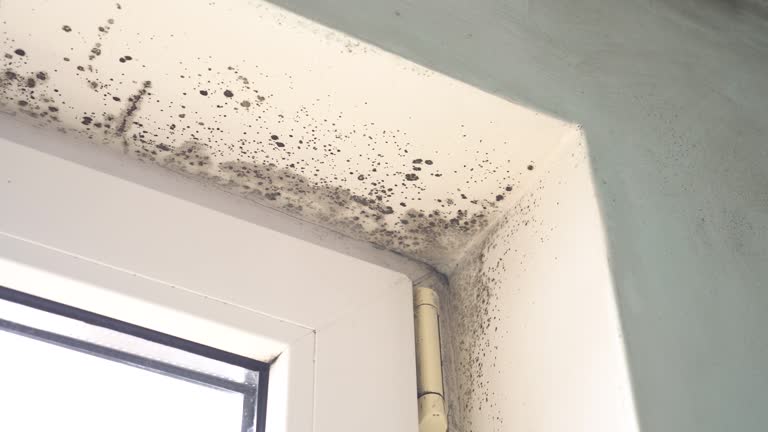 Why You Should Choose Our Mold Remediation Services in Skidway Lake, MI